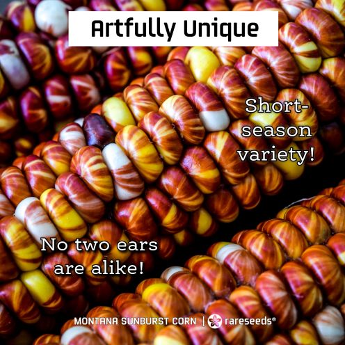 baker creek coorn.jpg